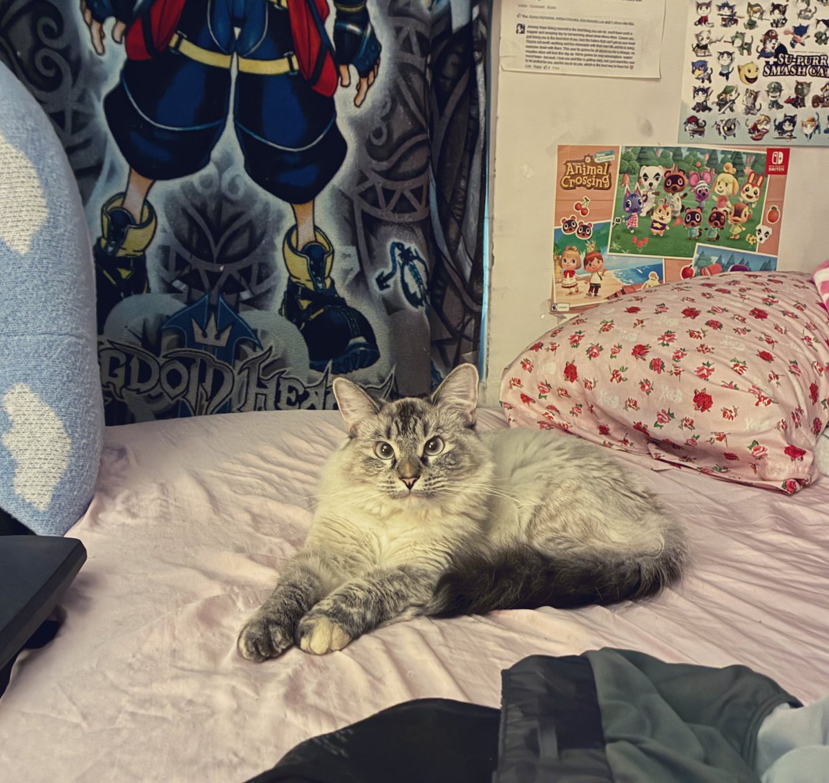 Miss Nope (◕‿◕✿)💕 tweet media