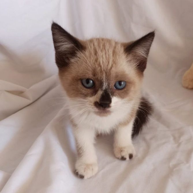 #madrid
BLUE  precioso cachorrete cruce #siames de 1,5 meses ABANDONADO 
Sociable con niños🐶🐱
NECESITA #adopcionresponsable
Se entrega chipado,vacunado,desparasitado y testado en leucemia e inmuno
CONTACTO📩 facenuevavida@gmail.com
#cachorros #adopta #adopcion #adoptame