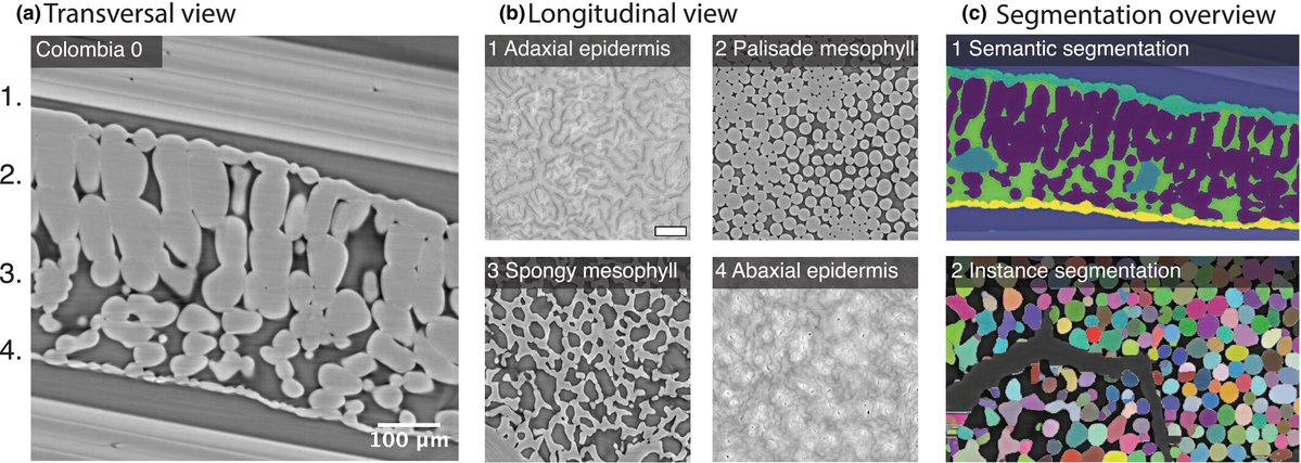 Changes in airspace and cell shape architecture impact mesophyll conductance in Arabidopsis

Isabella Østerlund et al. 

📖 nph.onlinelibrary.wiley.com/doi/10.1111/np…
