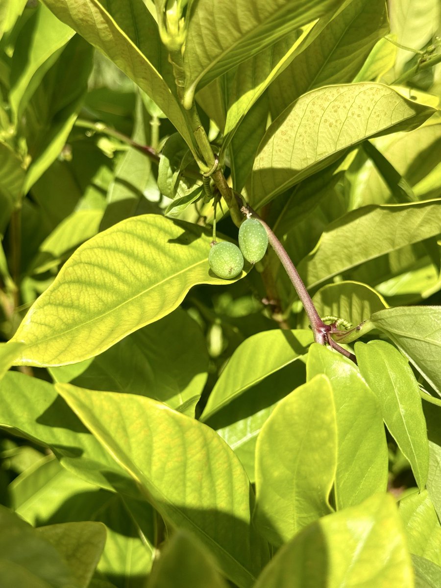 A native corky stem passion vine growing in my gardenia