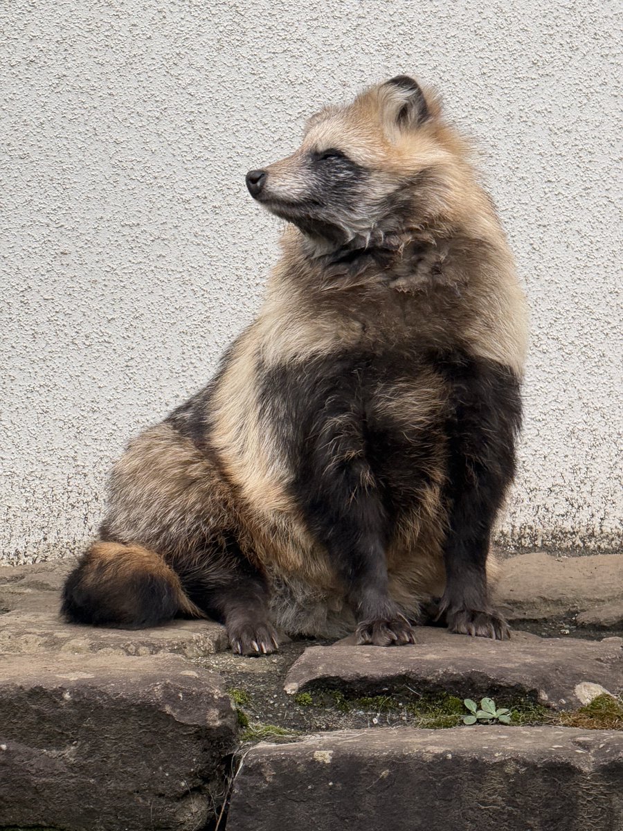 たぬき③ For HITACHI ZX ZAX330 ZAX350 6hk1 8480 Excavator fan belt