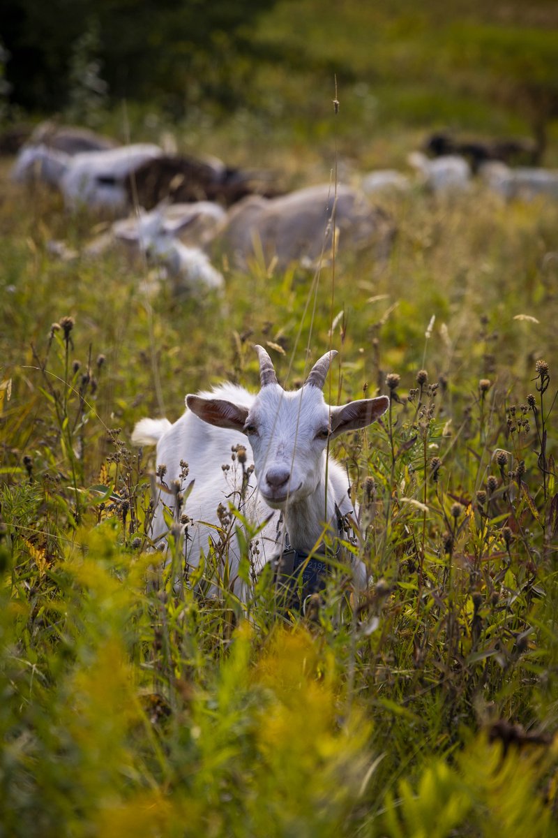 More goats. mossandfog.com/vermonts-chew-…
