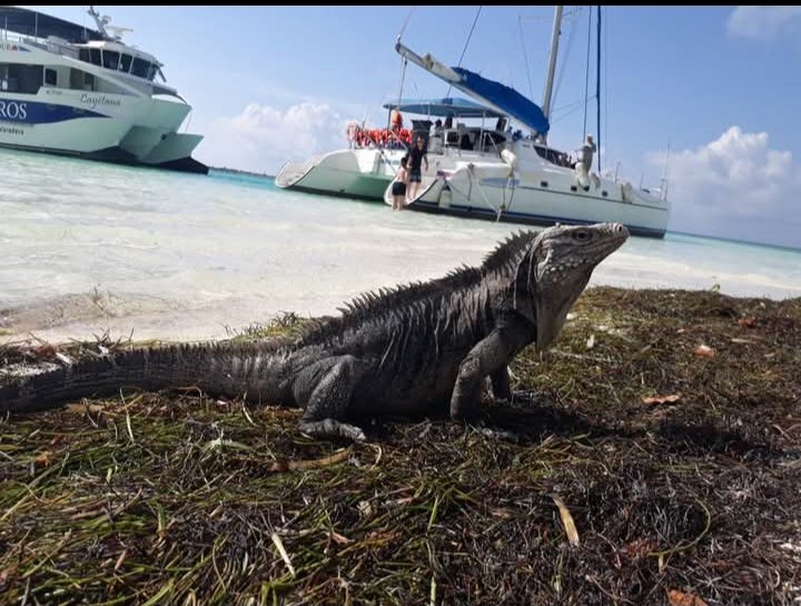 MariannyPe55542's tweet photo. #CayoLargoDelSur un paraíso en armonía con la Flora y la Fauna,#Mintur,#IslaDeLaJuventud https://t.co/HeWtBlawcJ