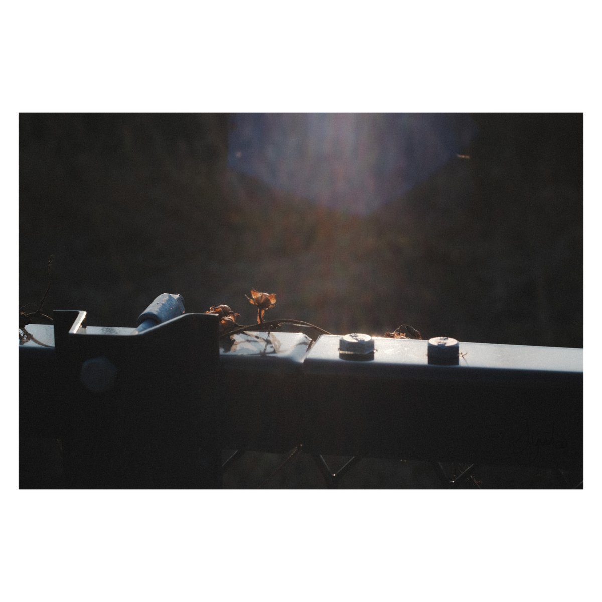 こんな写真撮ってます