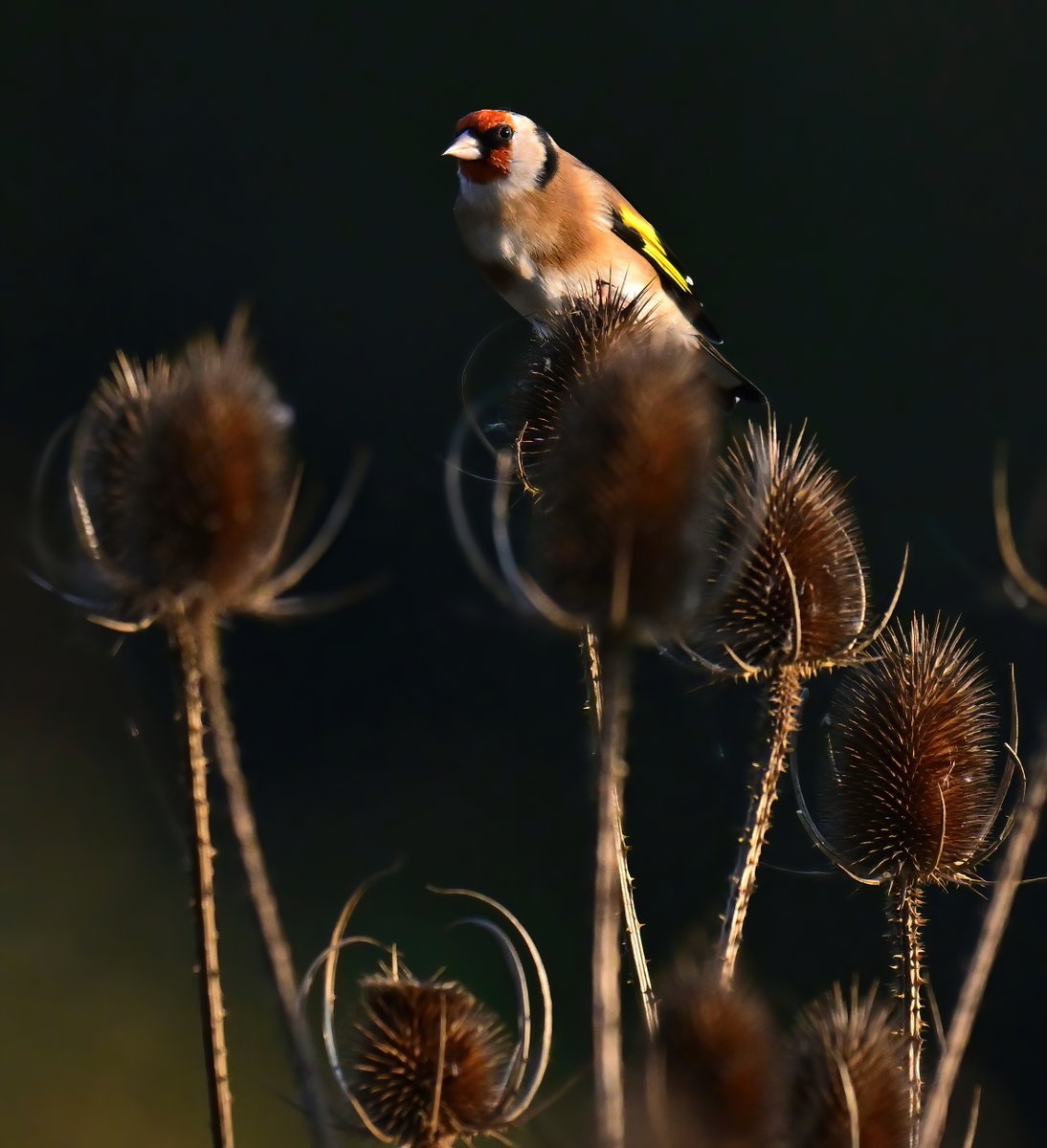 Goldfinch on teazel! 😍
 Taken at the weekend at RSPB Ham Wall in Somerset. 😊🐦