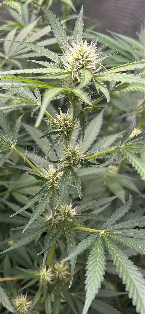 PigsEye_Pete's tweet image. [2x4] Day 27 FLWR: Slurricane Fem Elite by @CanukSeeds
Top dress: Build a Flower, gnarly barley watered in microbe+ yucca / Trichomes / Stretch done 
@GorillaGrowTent @BokashiE  @BuildASoil @medicgrow @AcInfinityInc @EarthBox