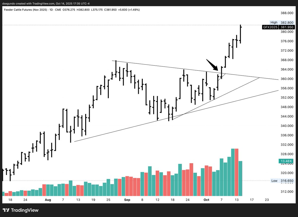 danielpsegundo's tweet image. Feeder cattle just keep on running