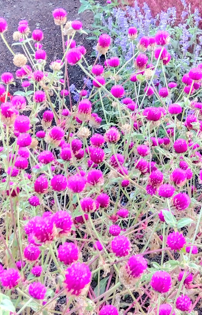 #千日紅
#センニチコウ
#花言葉
#不死