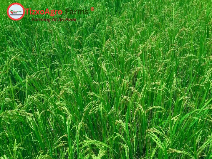 tizxoagrofarms's tweet photo. Witnessing "Farming at Its Peak" at TizxoAgro Farms! 🌾
This is the sight of success. Our fields are lush, green, and heavy with grain. It's almost harvest time! Hard work truly pays off.
#TizxoAgroFarms
#FarmingAtItsPeak
#Agriculture
#RiceFarm https://t.co/DbIvO4i2KE