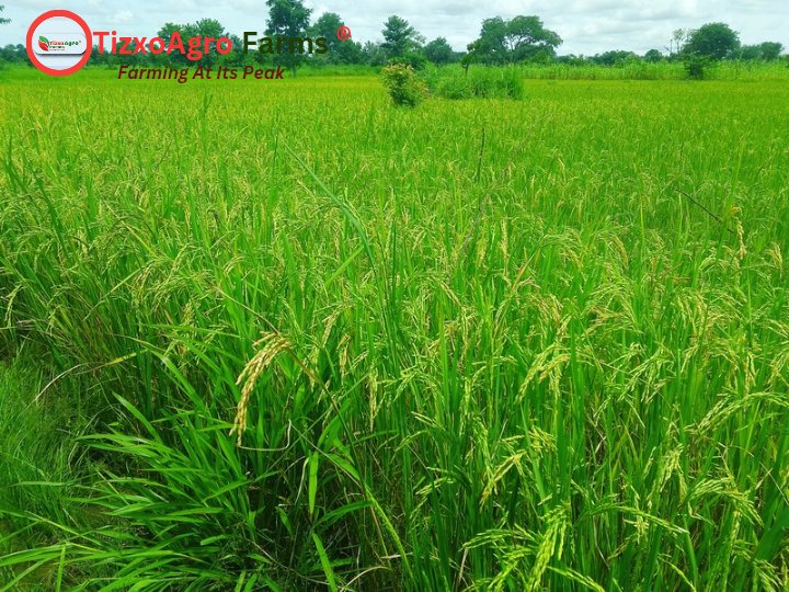 tizxoagrofarms's tweet photo. Witnessing "Farming at Its Peak" at TizxoAgro Farms! 🌾
This is the sight of success. Our fields are lush, green, and heavy with grain. It's almost harvest time! Hard work truly pays off.
#TizxoAgroFarms
#FarmingAtItsPeak
#Agriculture
#RiceFarm https://t.co/DbIvO4i2KE