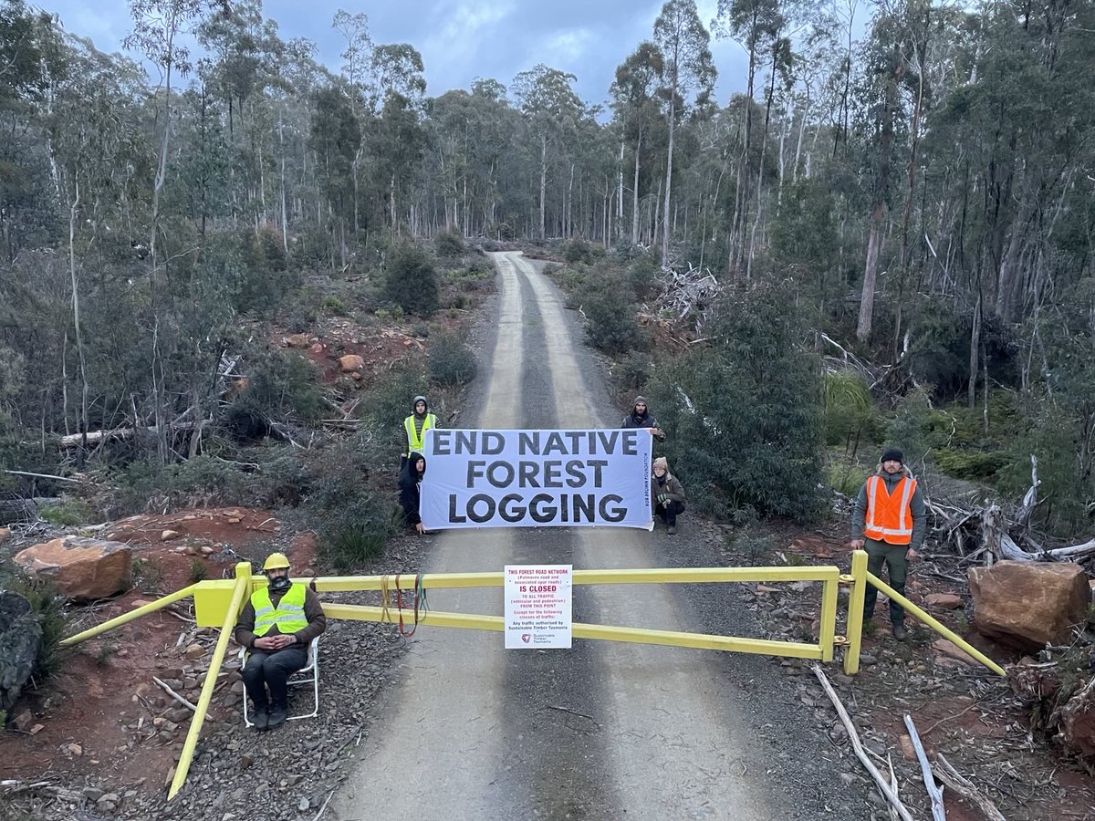 BobBrownFndn's tweet image. 🚨 Stop-work protest in Tasmania’s Central Highlands as #SwiftParrots return to the state. Veteran forest defender Ali Alishah has attached himself to the only access gate into a sub-alpine forest to halt logging destruction. #politas bobbrown.org.au/stop-work-fore…