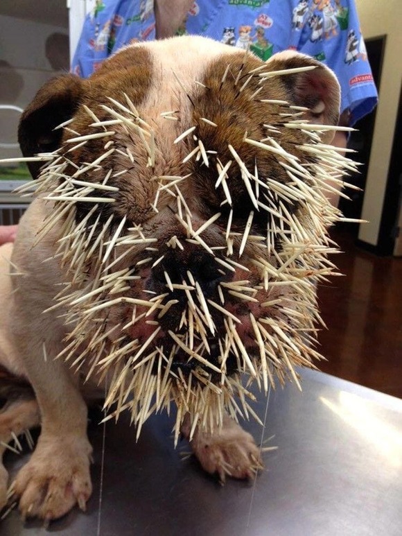 wowow_bloom's tweet photo. The Dog That Fought a Hedgehog https://t.co/ZiqceM0TNa