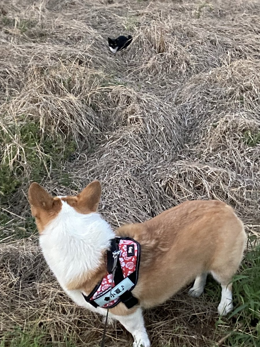 raraRAMU0221's tweet image. 朝んぽ☀️
黒猫ちゃんと遭遇🐈‍⬛
#もうすぐハロウィン　#黒猫　#welshcorgi #コーギーのいるくらし #小夏　#こなっちゃん