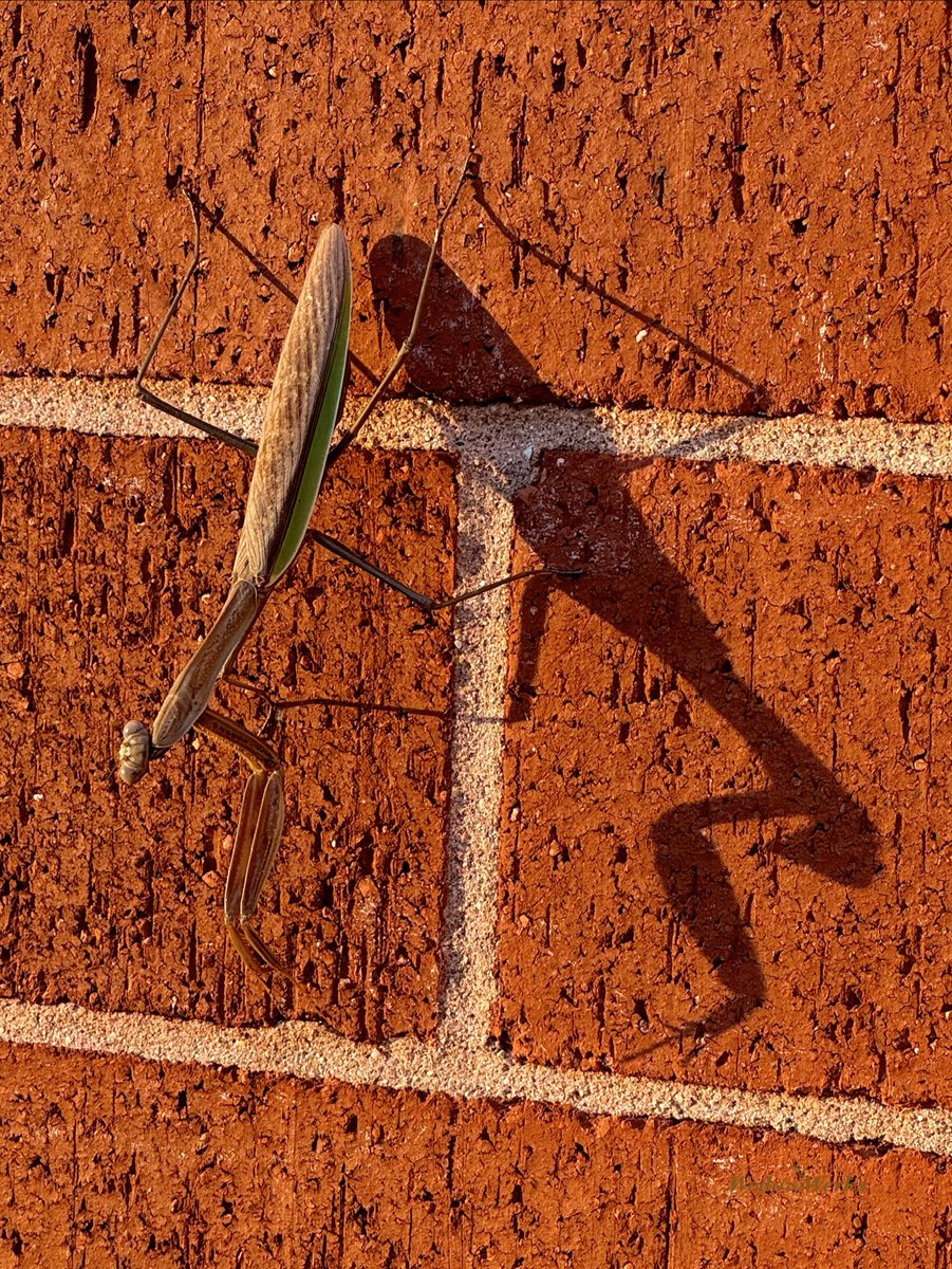 🎶 Me and my shadow 🎶