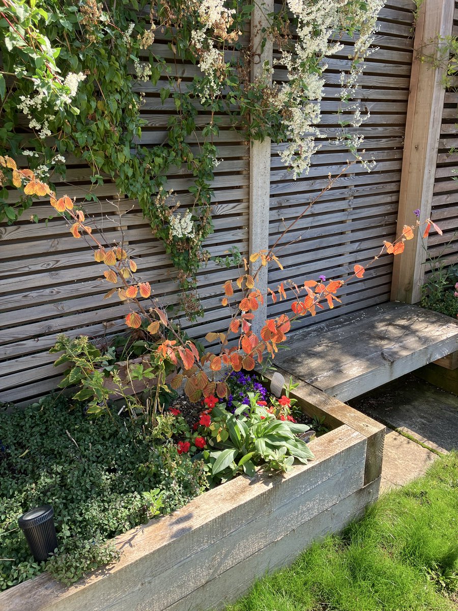 Leaves 🍁 turn red &amp; yellow in #Autumn 
The witchhazel in my garden is giving me #AutumnVibes
