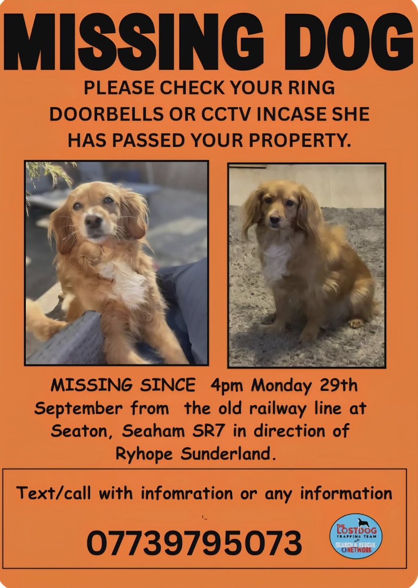 The_Animal_Team's tweet image. ‼️ STILL MISSING ‼️ #MissingDog from the old railway line #Seaton #Seaham #SR7 area, in the direction of #Ryhope #Sunderland, 29/9/25. FB Group: facebook.com/groups/1996218… #LostDog #DogsOfTwitter