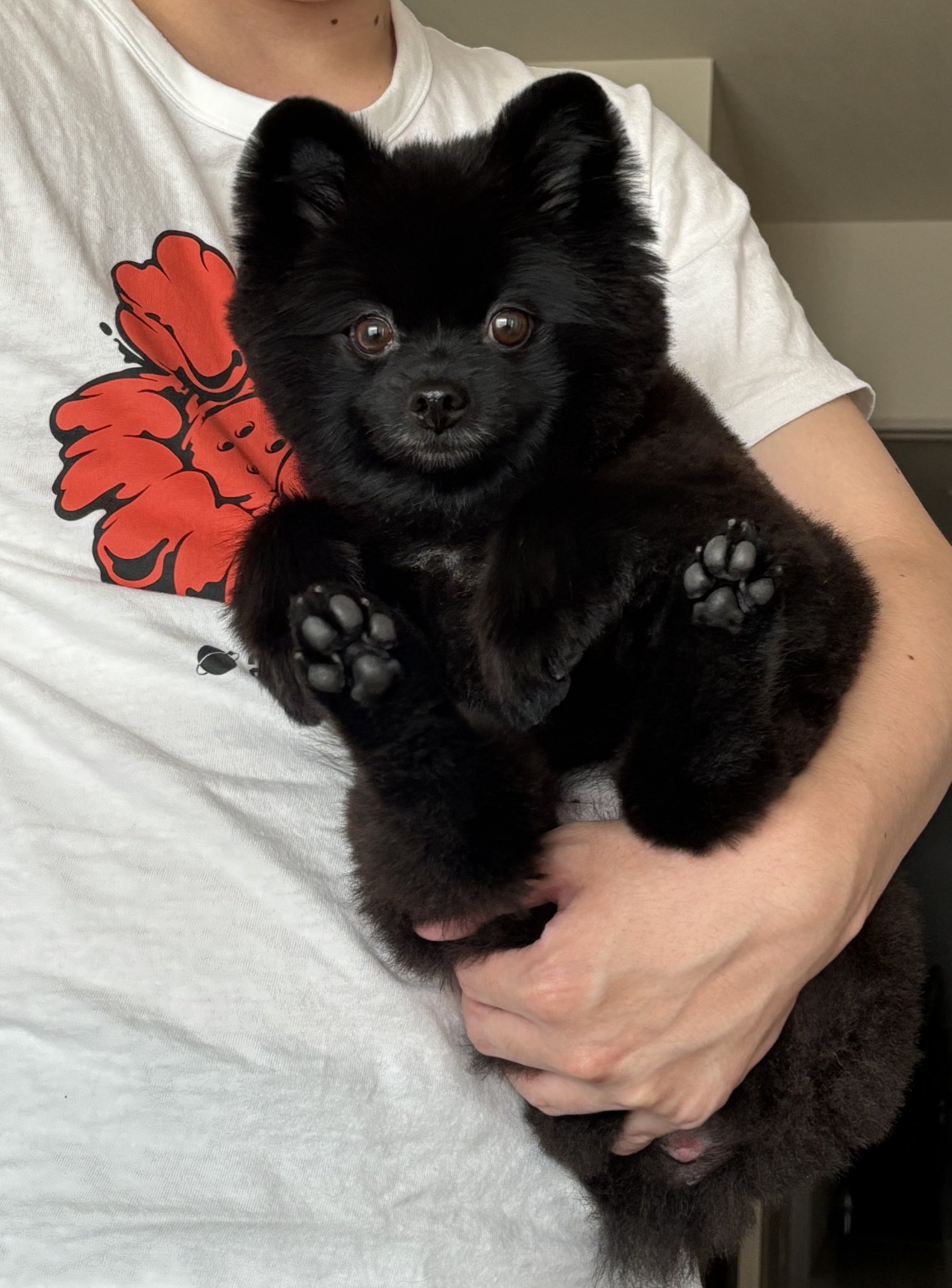 【ポメラニアン クロ】 黒ポメラニアンのぷーちゃん on X: 