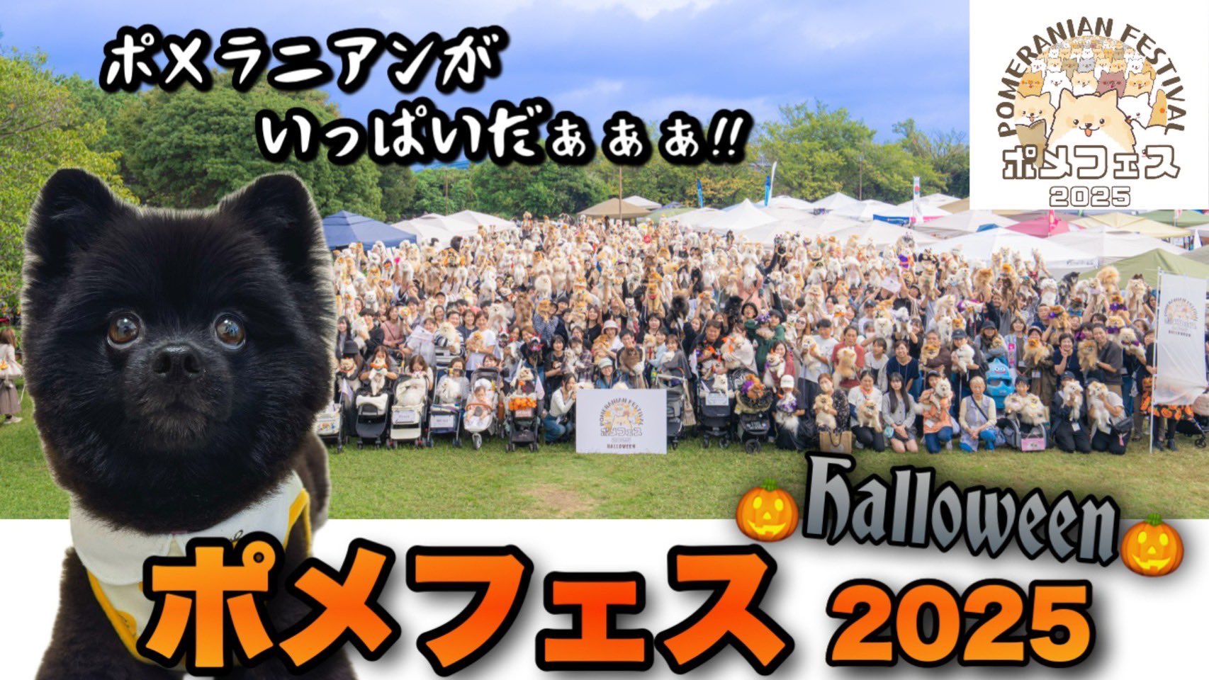 黒ポメラニアンのぷーちゃん (@phoochannel) / X