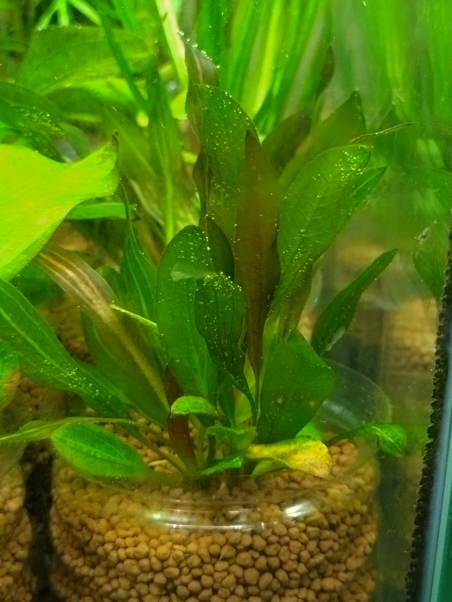 エキノドルス ホレマニー レッド これもまだ分けられず1カップ3株植え