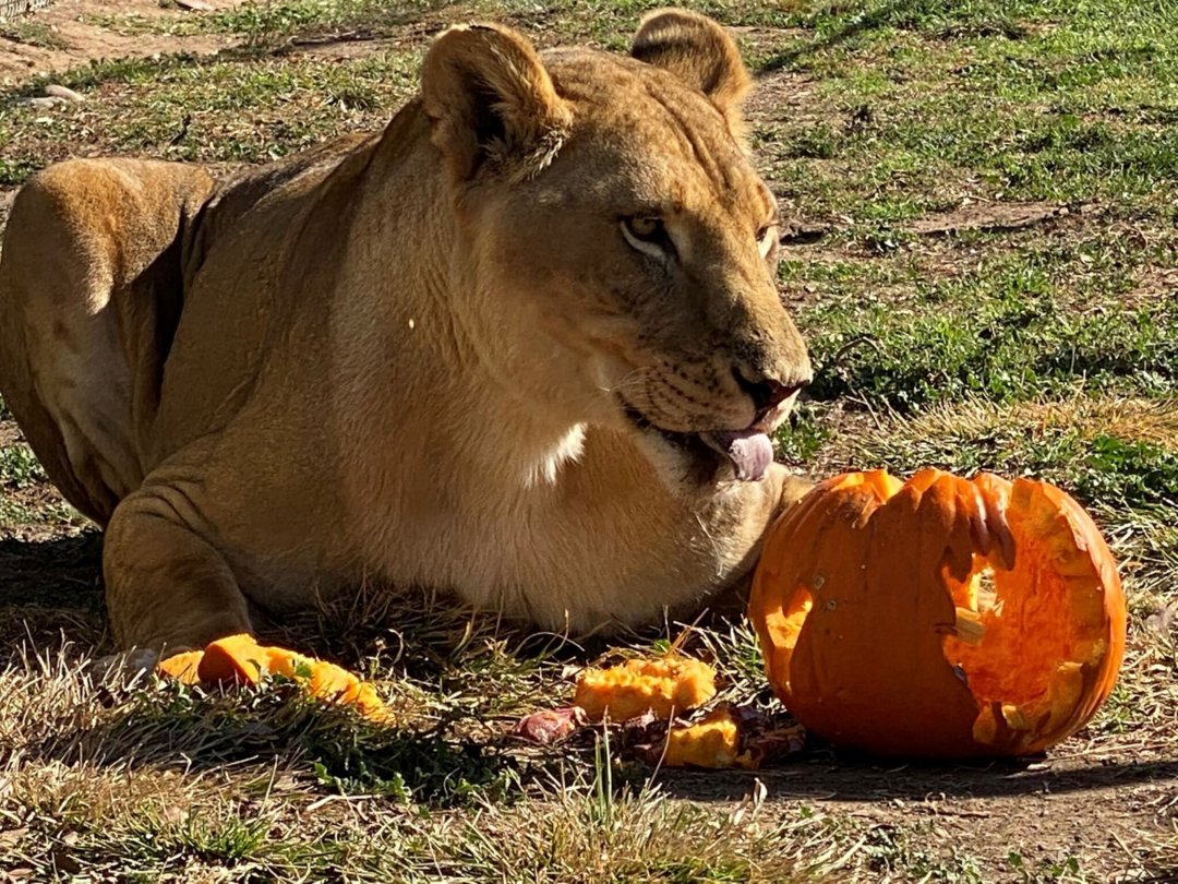 LnsTgersandBrs's tweet photo. ππ» #SpookySeason is here! Join us for our #SpookyCampover (Oct 24) + #PumpkinBash (Oct 25) ππΎ
Costumes, pumpkins, treats, Spookeasy (Full Bar) for adults, and #Halloween fun with our rescued animals π§‘πΈοΈ #SanDiego
π https://t.co/40IsNfchhO
π https://t.co/jDE7Dn0pZ4 https://t.co/Ks8vCd3Xpr