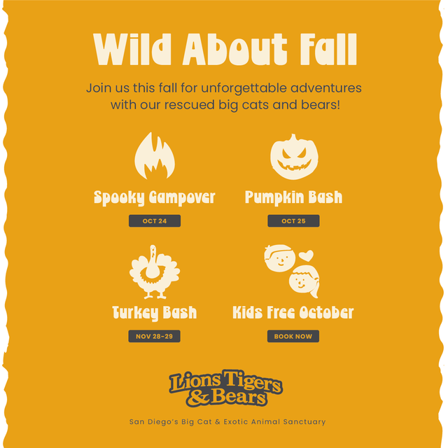 LnsTgersandBrs's tweet photo. ππ» #SpookySeason is here! Join us for our #SpookyCampover (Oct 24) + #PumpkinBash (Oct 25) ππΎ
Costumes, pumpkins, treats, Spookeasy (Full Bar) for adults, and #Halloween fun with our rescued animals π§‘πΈοΈ #SanDiego
π https://t.co/40IsNfchhO
π https://t.co/jDE7Dn0pZ4 https://t.co/Ks8vCd3Xpr