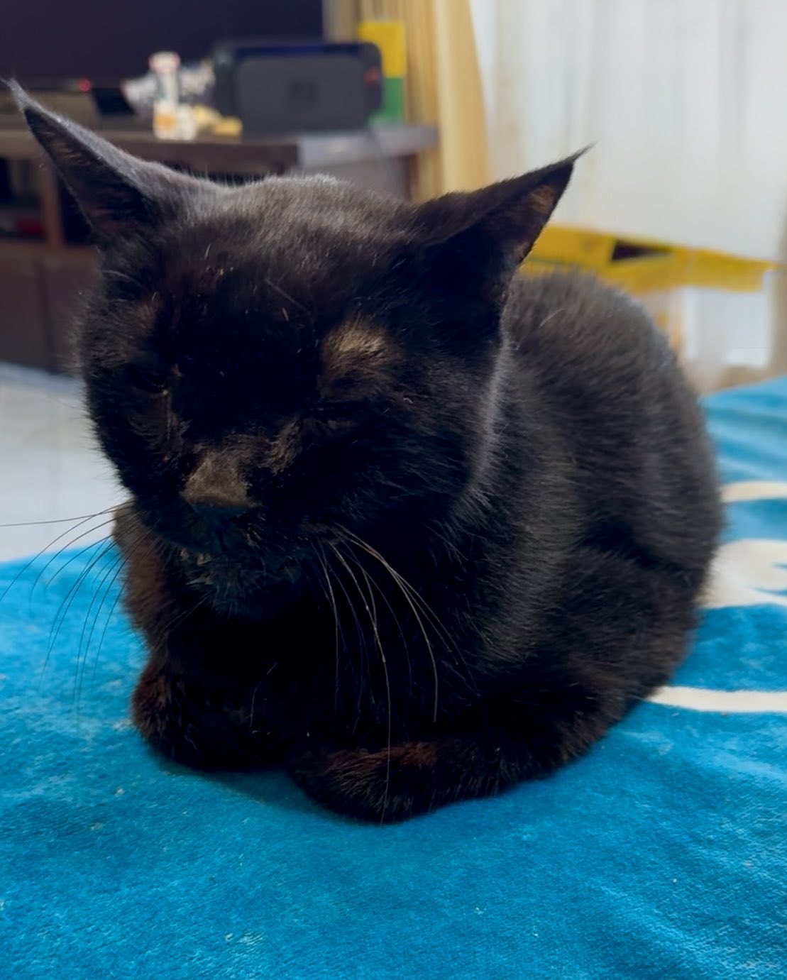 黒猫 Yahoo!オークション - saf 猫 黒猫 和猫 猫の日 ワイルド 羊毛