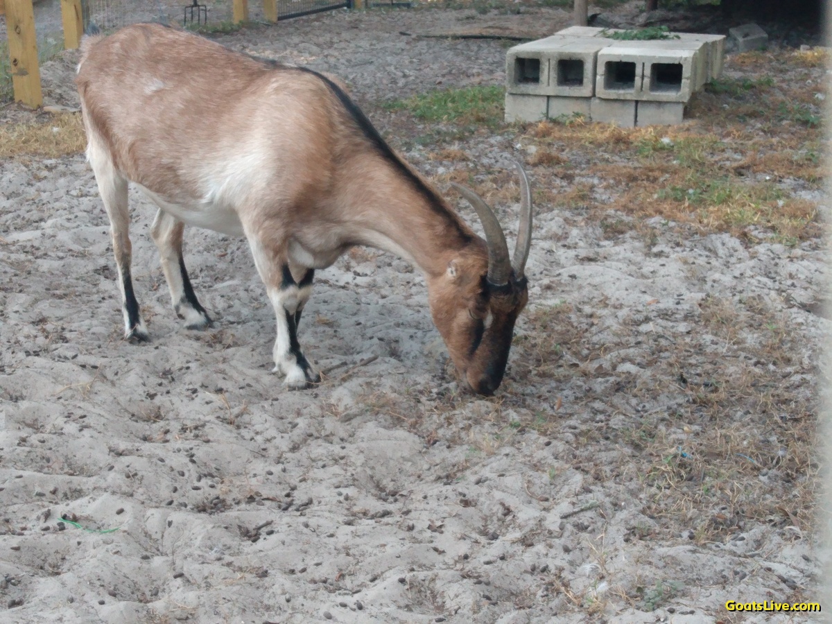 Acorns are starting to fall from the oak tree in the goat enclosure. Rose is eating as quick as the hit the ground!
ヤギの囲いの樫の木からドングリが落ち始めました。ローズは地面に落ちたドングリをすぐに食べてしまいます！
#ヤギ #goats