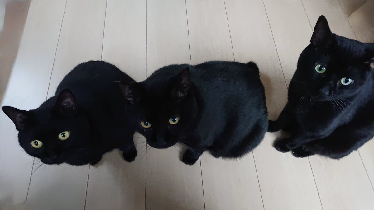 黒猫一家🐭 (@arca20220921) / Posts / X