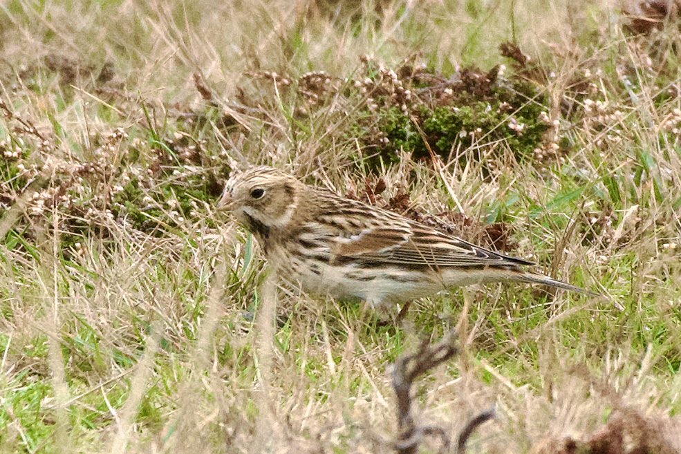 Lapland bunting on St Agnes, Isles of Scilly today <a href="/islesofscilly/">Isles of Scilly</a> @scillywildlife  #BirdsSeenIn2025 #BirdsOfX #birdwatching