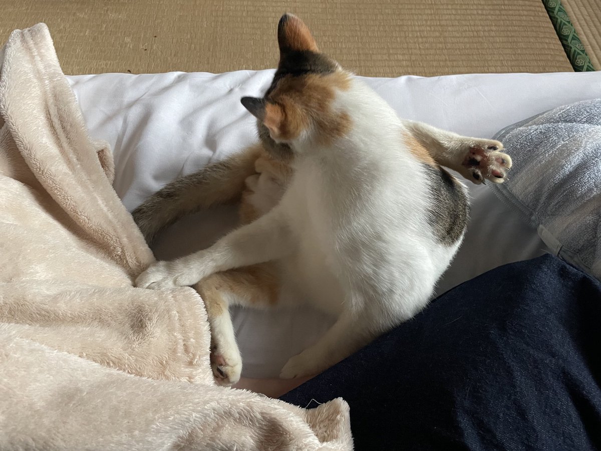 kmngr's tweet photo. 7時半に旅館の朝食をお願いしておいたのだけど、7時すぎたら起こしにきてくれた　襖の向こうからニャ…と聞こえてきて、襖の隙間を開けたらスススと入ってきた https://t.co/EayMq08Wz9
