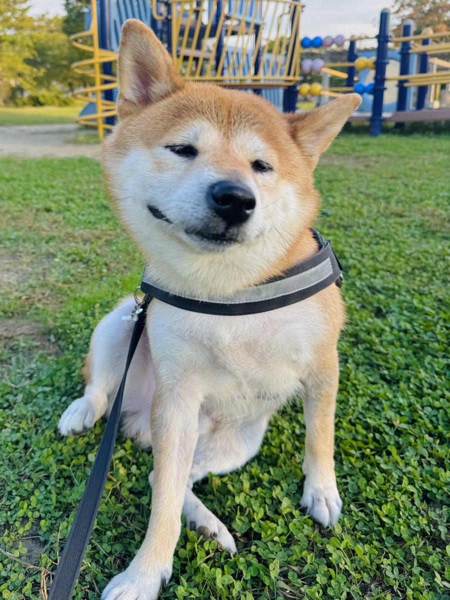 きむよしと柴犬はる (@yoshi1830) / Posts / X