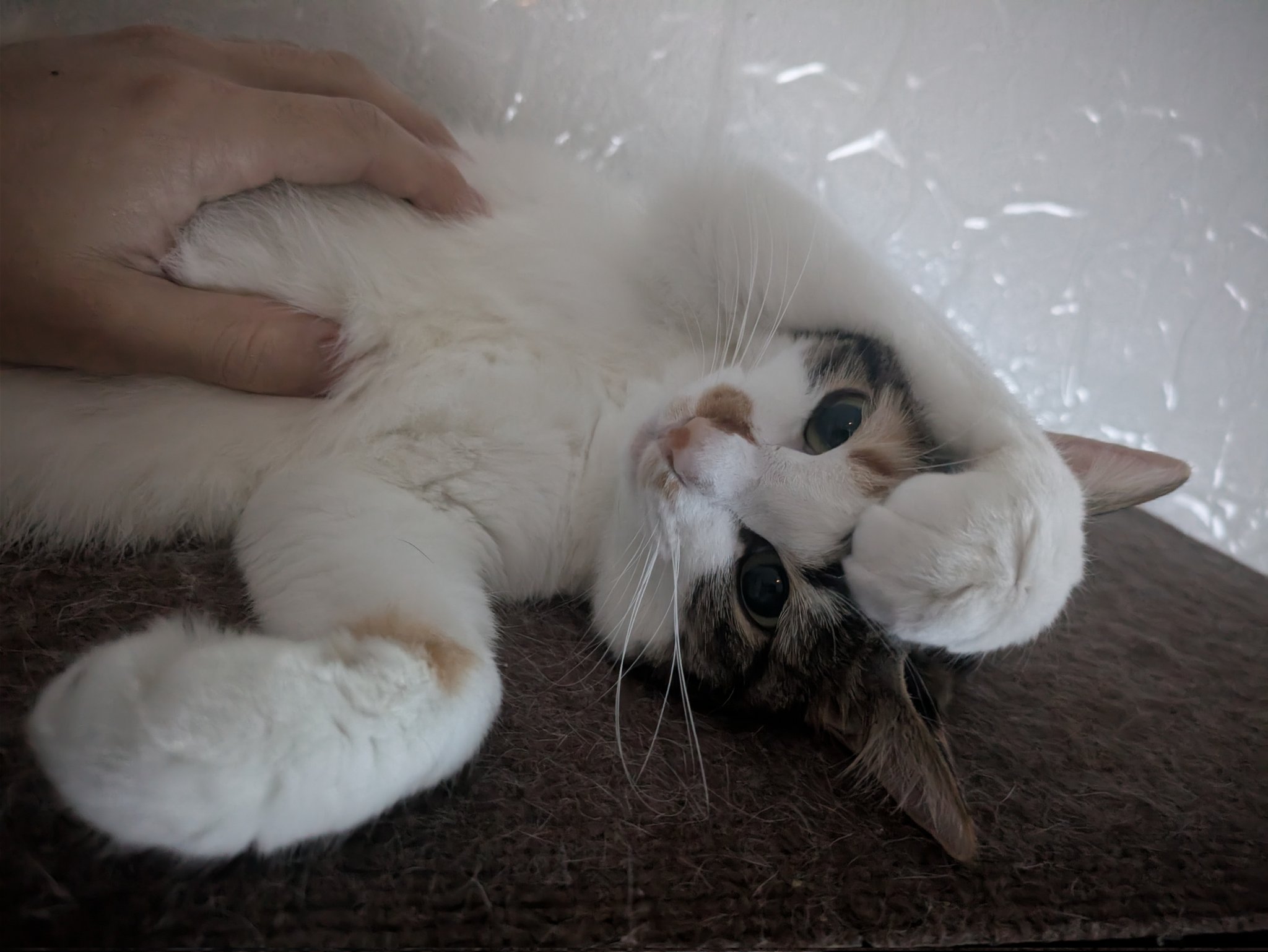 三毛猫様♡ありがとうございます♡ 三美お嬢様はお猫様 on X: 