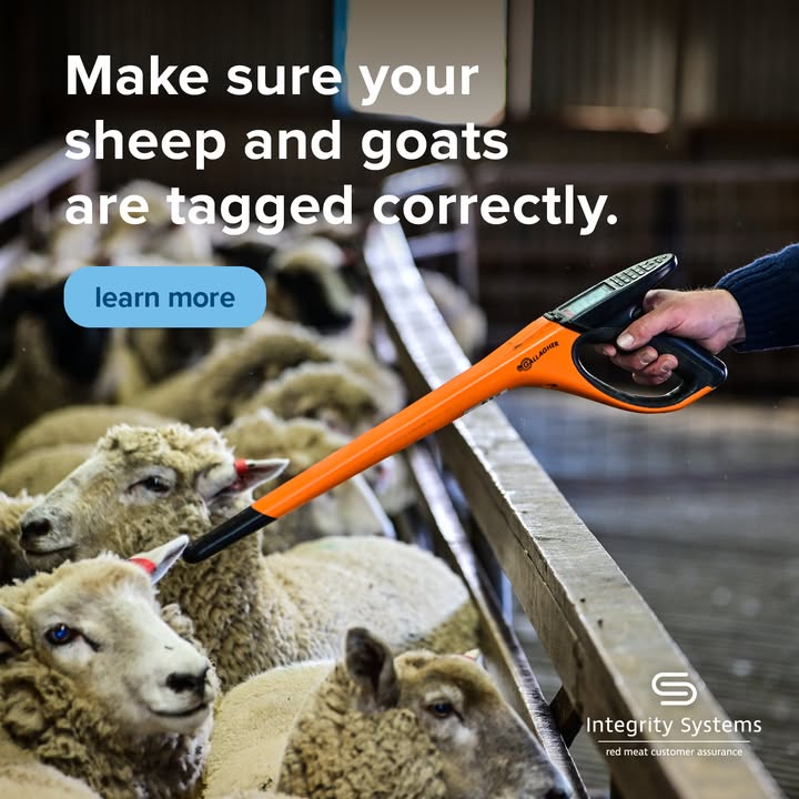 Marking time? Make it count. Use the right NLIS-approved eID tag for your species—because tagging right at marking means no delays later.

Check your devices: integritysystems.com.au/Sheep-and-Goat…  👈
