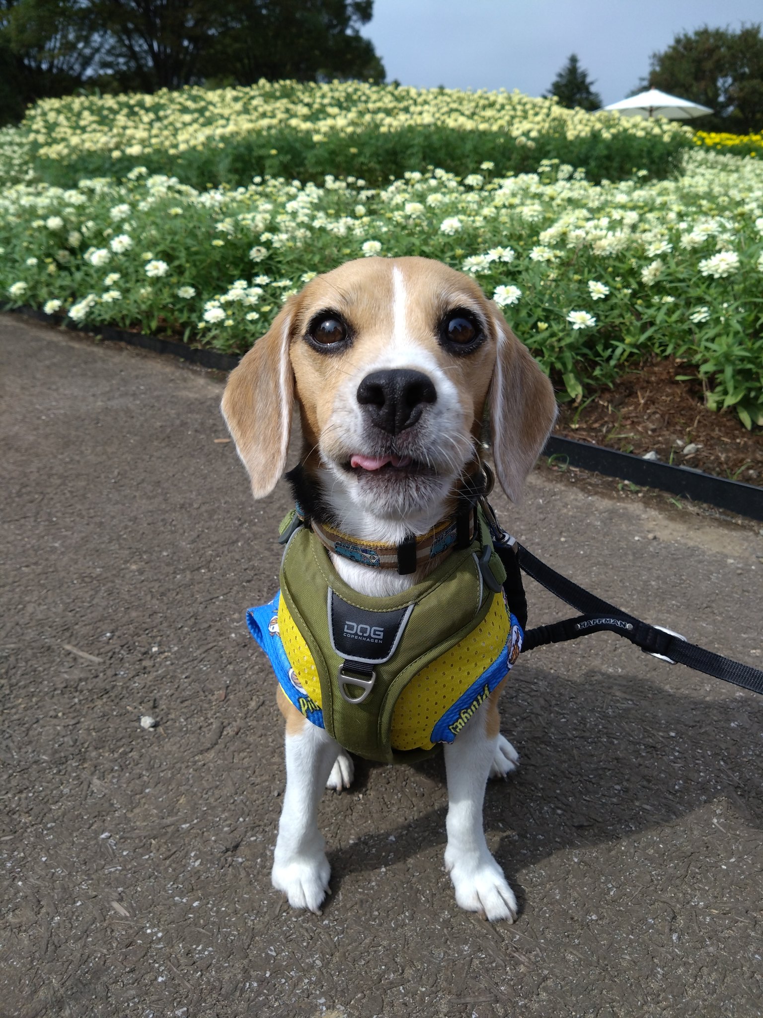 ヤンチャビーグル ビーグルこま&おりん (@beagle_koma92_orin91) • Instagram