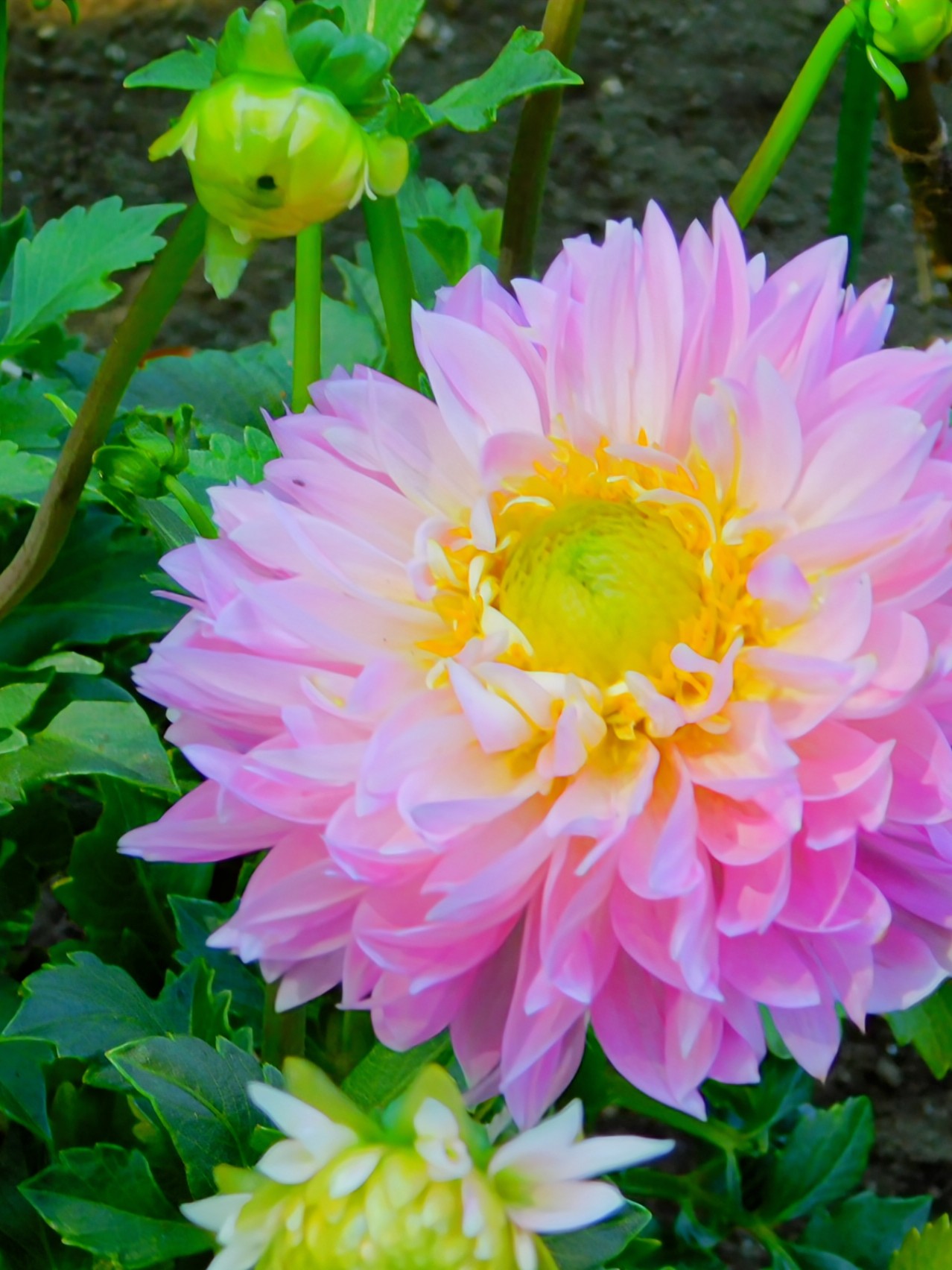 ダリア（感謝） 広告入り種子（ブーケ）／ダリア｜花言葉（感謝・優雅