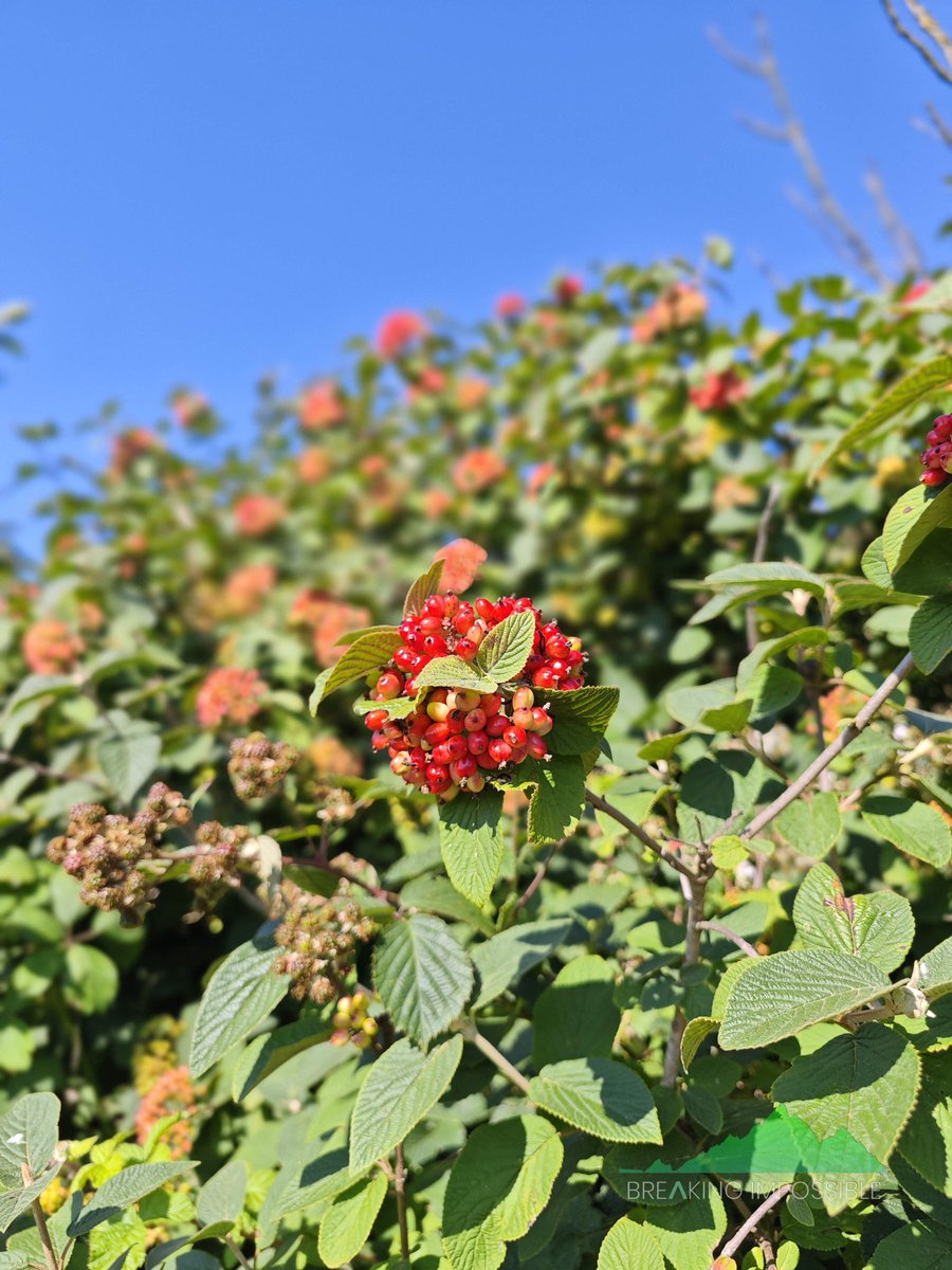 GoProFun's tweet image. What is missing from the photo: buzz, buzz, buzzing bees!
They were happily to keep themselves busy, and I was happy to keep my distance.

#BreakingImpossible #running #OptOutside #travel #travelphotography #PhotoSafari