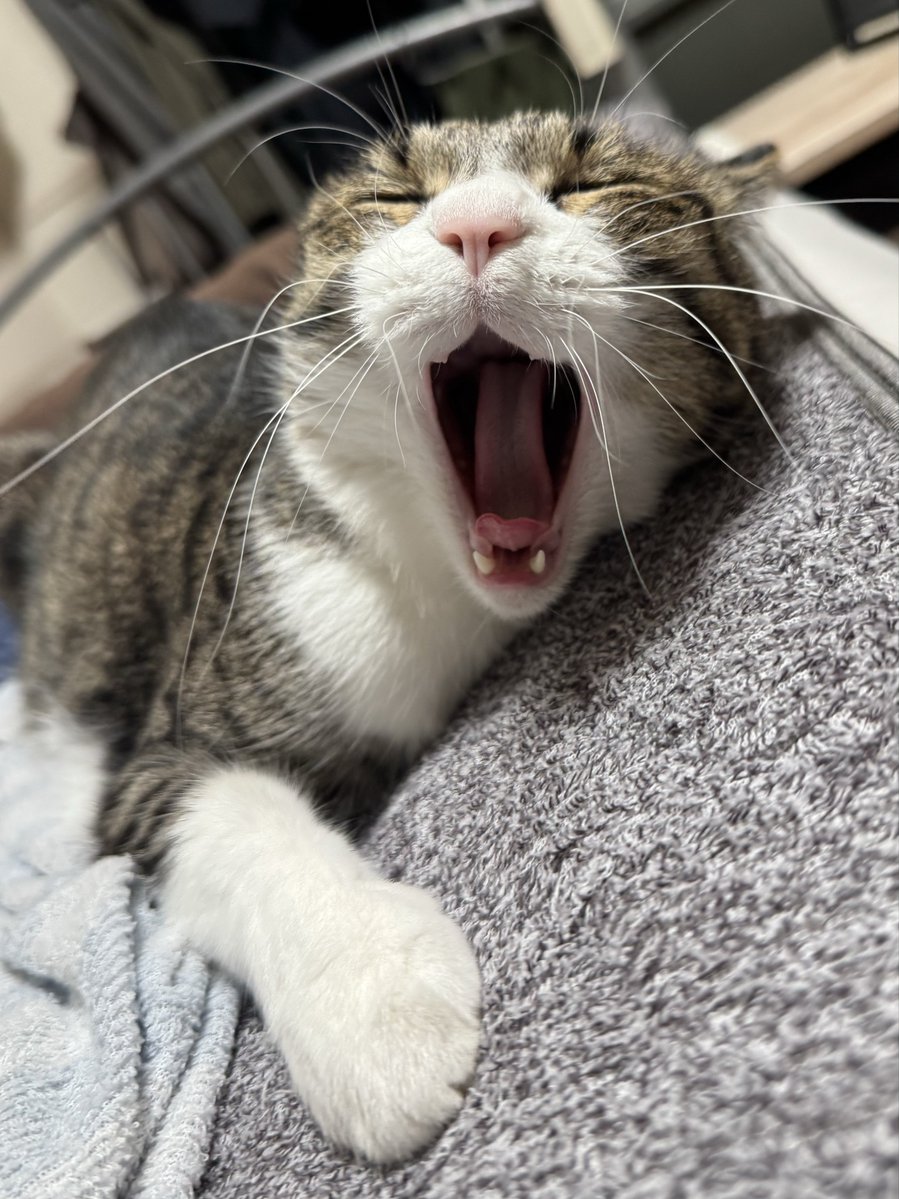 おはにゃ〜ござ〜にゃ〜〜〜🐾