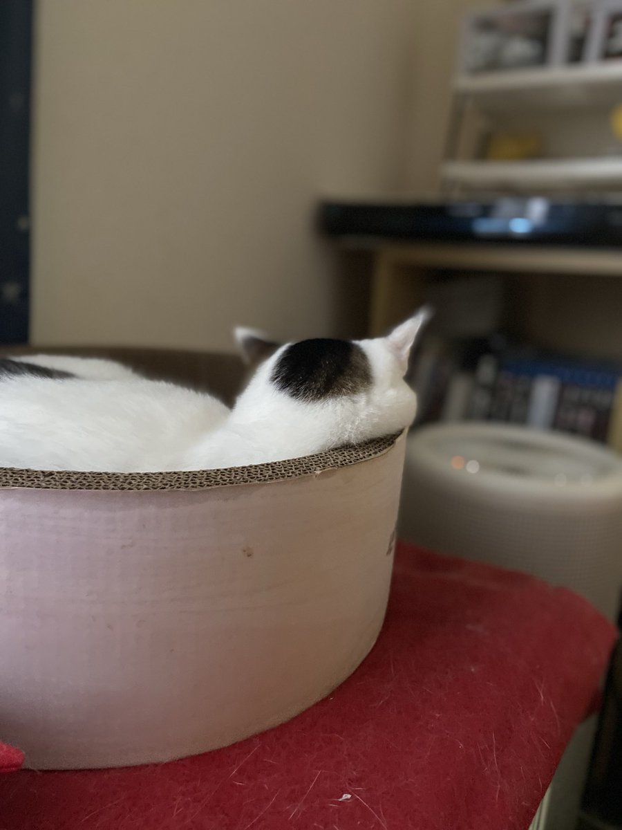 tsukichankawa11's tweet image. まま、なんであそんでくりないんでしか？ままはつめたいれす…

毎朝言ってるでしょ。
朝は忙しいんです。

という口げんかの後必ずすねる🌝つきさん🌝
それよりお顔拭きますよっ！

#保護ねこ #拝啓ねこ様 #うちのこかわいい #ねこかわいいね