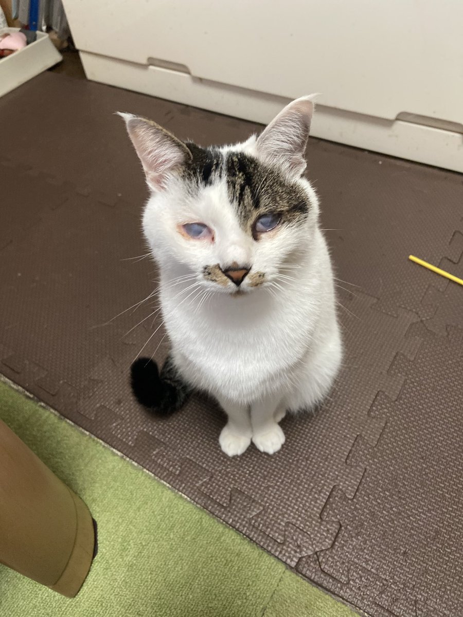 tsukichankawa11's tweet image. まま、なんであそんでくりないんでしか？ままはつめたいれす…

毎朝言ってるでしょ。
朝は忙しいんです。

という口げんかの後必ずすねる🌝つきさん🌝
それよりお顔拭きますよっ！

#保護ねこ #拝啓ねこ様 #うちのこかわいい #ねこかわいいね