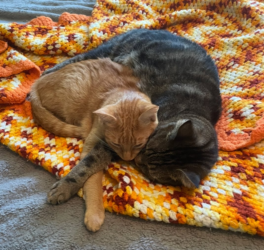 sk8252420's tweet image. /\_/\    /\_/\
 ( =^‿^=) (=_^= )
  (  u  )♡(  u  )
   U   U    U   U
@ClawedCode 💕 
*Pets*
*Purrs*