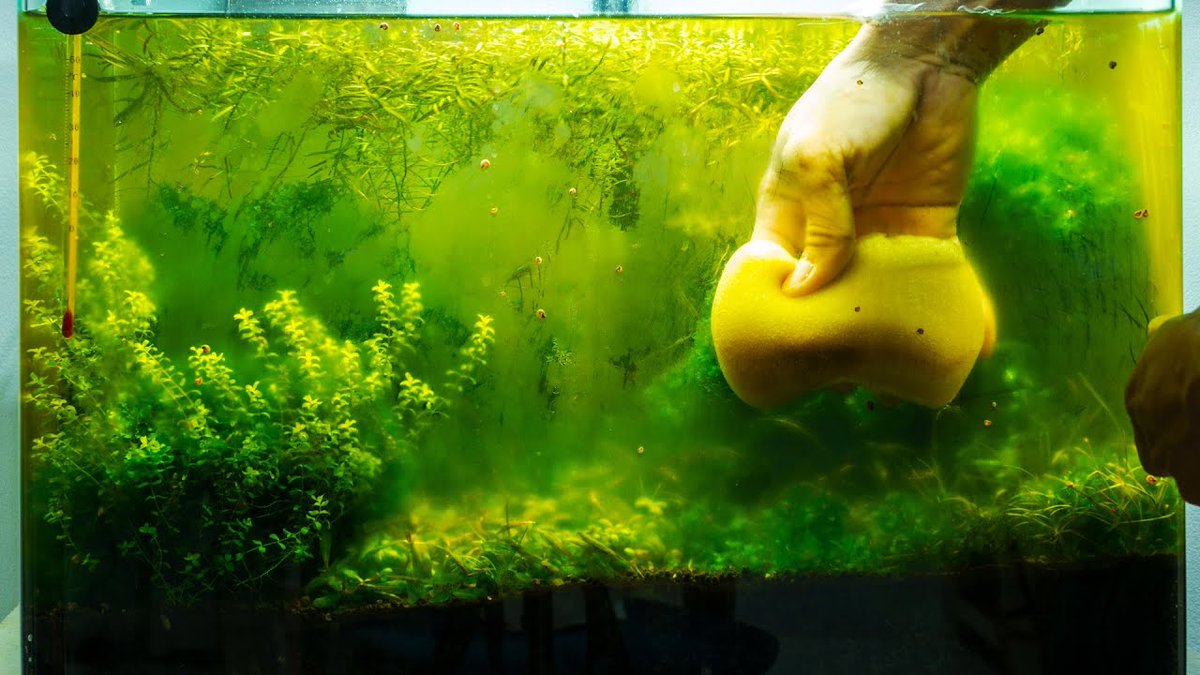 Did you know?  In automated aquariums, IoT sensors can detect pH shifts in real-time, preventing algae blooms before they start. Building this at <a href="/Domulabs/">DomuLabs (ou DomuLabs | Smart Aquariums)</a>
 – imagine no more manual checks! What's your fave aquarium hack?  #SmartAquarium #IoT #BuildInPublic