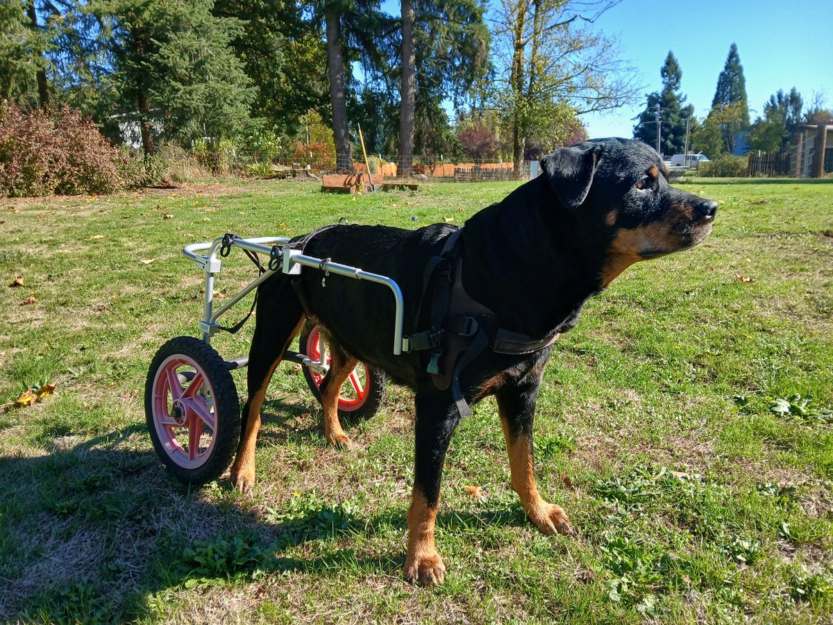 DBolt20's tweet photo. Makia is 14 now. Her back legs gave up on her a few days ago. She has laid and not moved since. Today, I had to get her out in the sun whether she wanted to or not. Baby Im not giving up on you. Vet hasn't called back with an appointment, so we march on with love.
#Rotweiler https://t.co/1QmYu955uR
