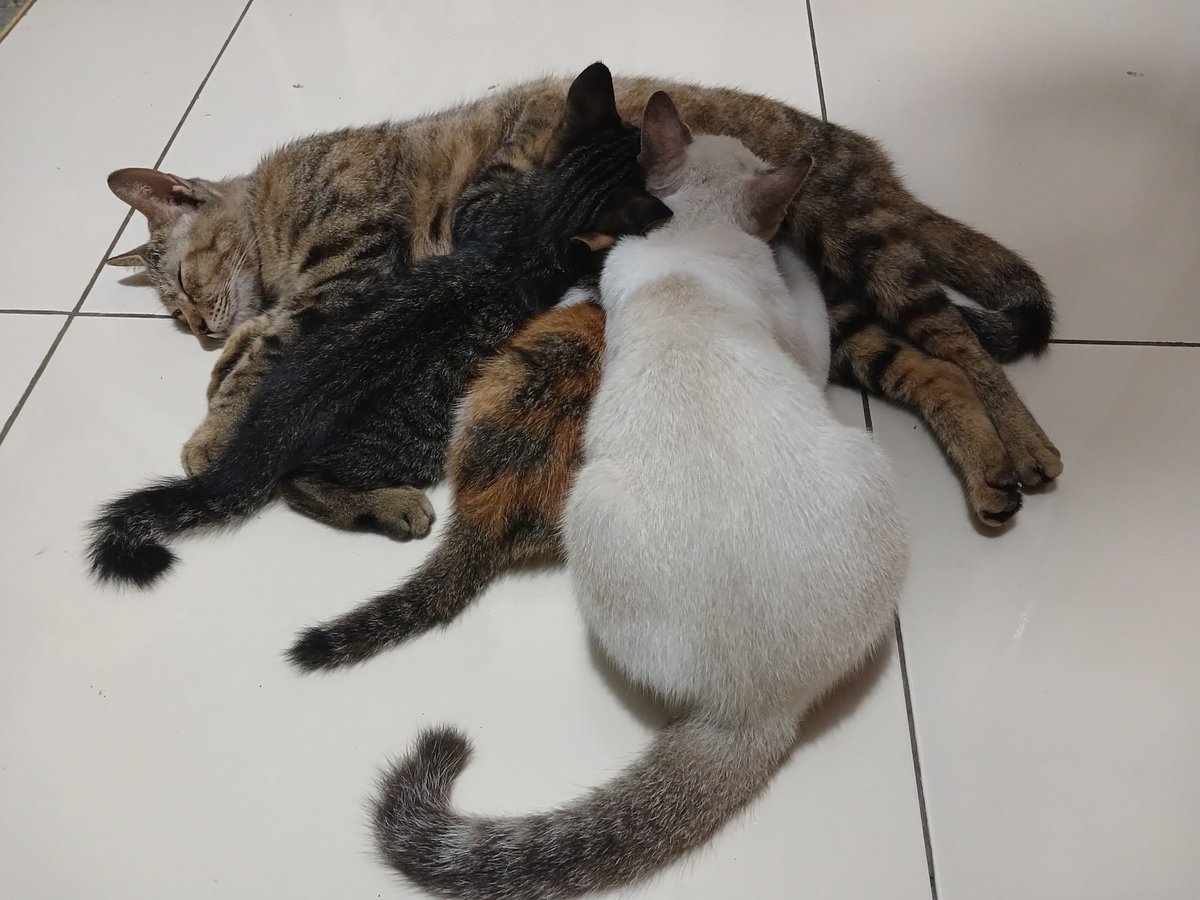 Si putih ngapain sih ikut ngempeng