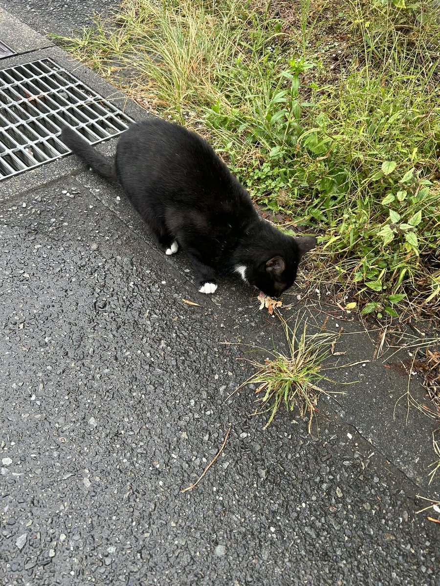 朝からクロネコ見たけど、
良いことあるのかな？

それとも良くないことの
前触れかな😇

どっちでも良いけど可愛い🫶