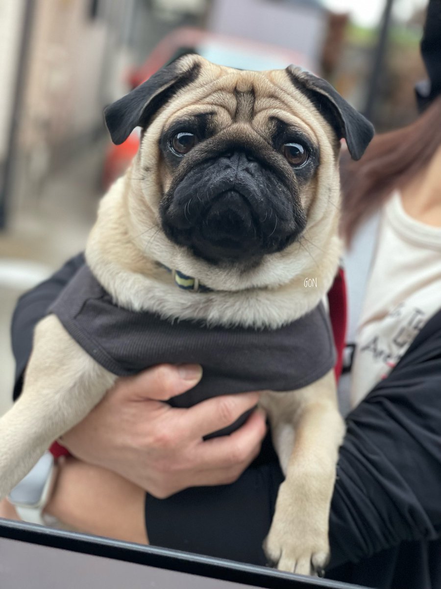パグちゃん ぽんずくん on X