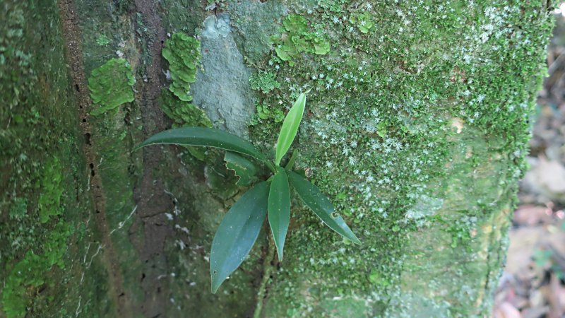 体調戻った、やはり時差ボケは１週間はかかるんだね。仮に衣装ケースに入れていた植物を今日から本気で植えこむ。