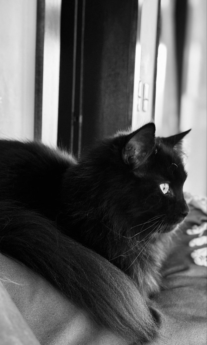 catnipaddicts's tweet image. Today mood 🖤 #OrangeOrBlackCatober