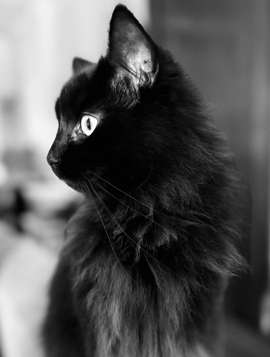 catnipaddicts's tweet image. Today mood 🖤 #OrangeOrBlackCatober