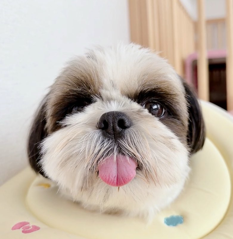 オーダー受付 シーズー ご予約ページ 8/9 シーズーのお嬢さん