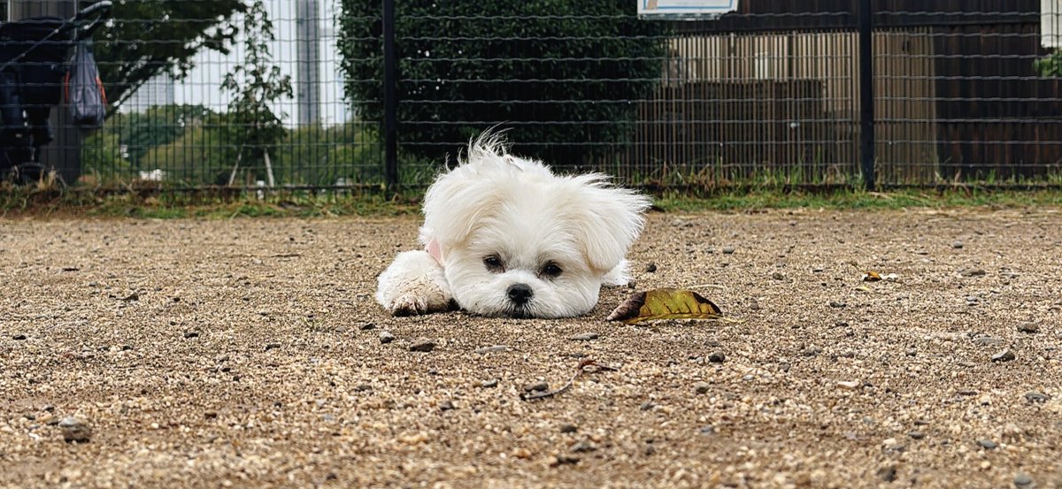 おこめ tweet media